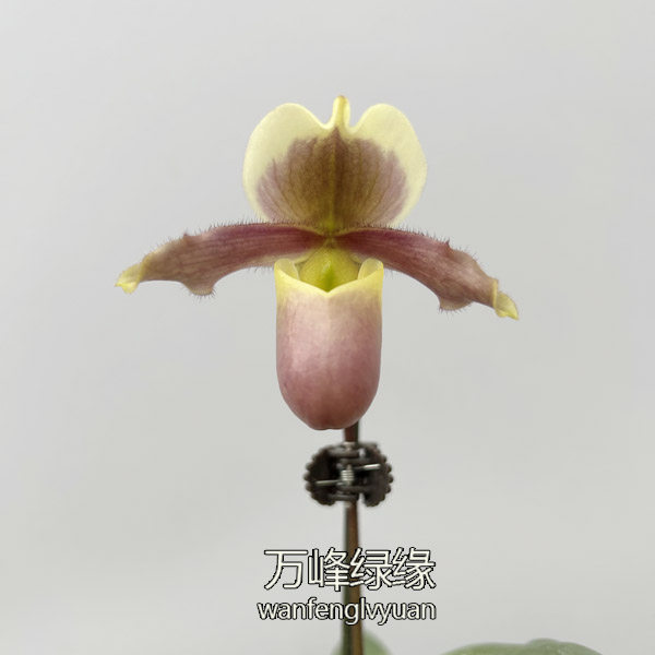 万峰绿缘兜兰 小叶苍叶小型桌面盆栽,淘宝优惠券,粉丝福利购,淘宝优惠卷