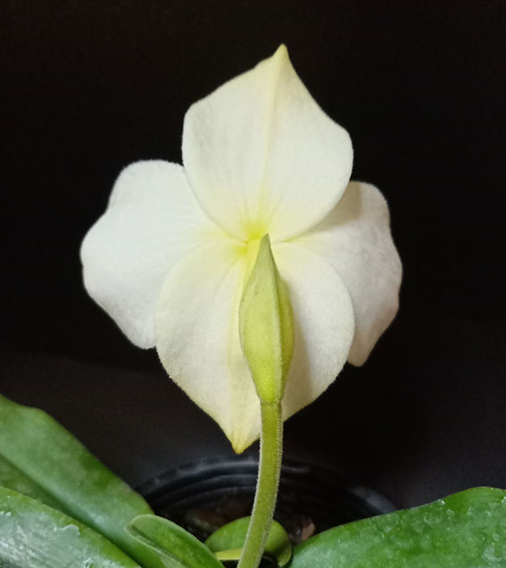 绿缘兰花 实生苗原生种-白花兜兰（Paph.emersonii）带香味 - 图1