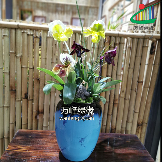 绿缘兰花-红魔帝绿魔帝兜兰（Paph.Maudiae）花期长洋兰室内观花-图3