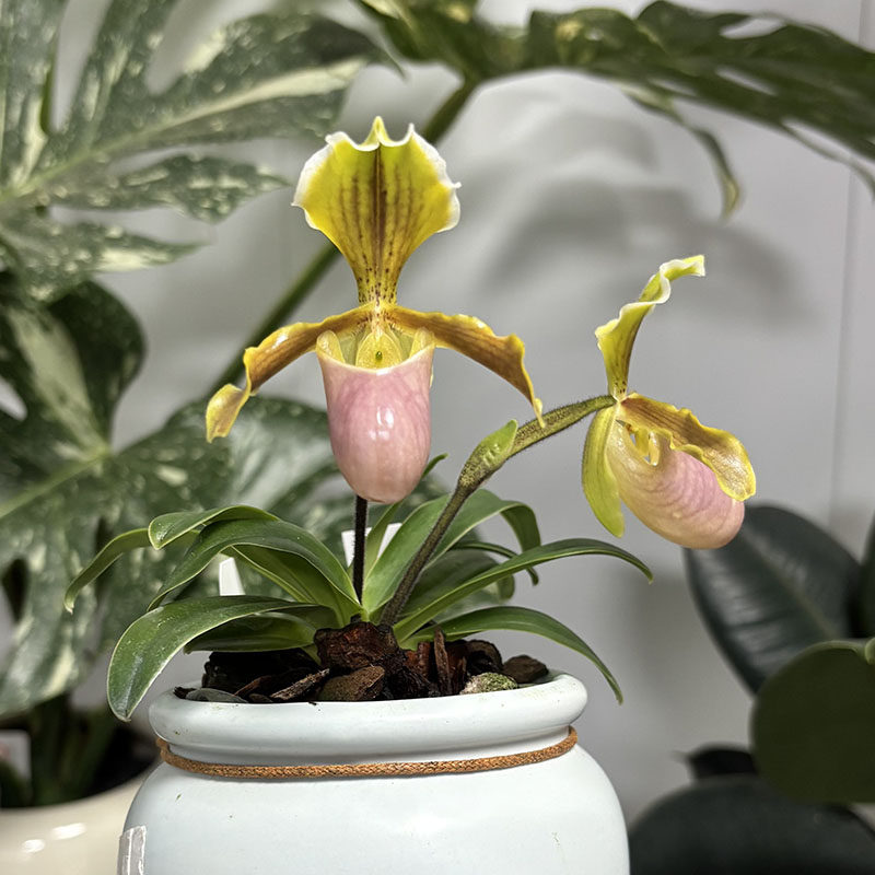 万峰绿缘【亨利X巧花】兜兰迷你小型桌面室内盆栽兰花粉黄小花,淘宝优惠券,粉丝福利购,淘宝优惠卷