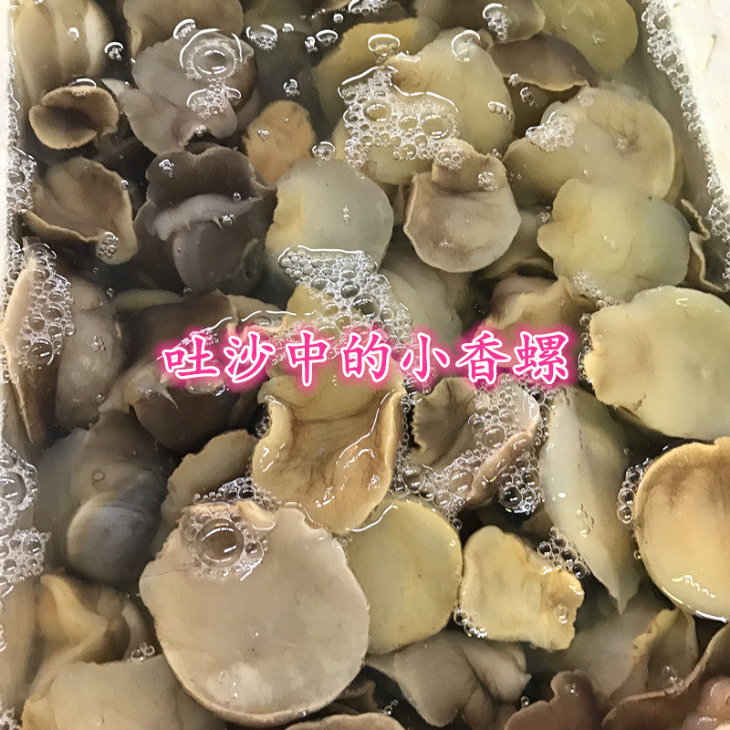 丹东东港海鲜香螺新鲜香螺鲜活香螺扁玉螺海螺 3斤包邮_虎窝淘