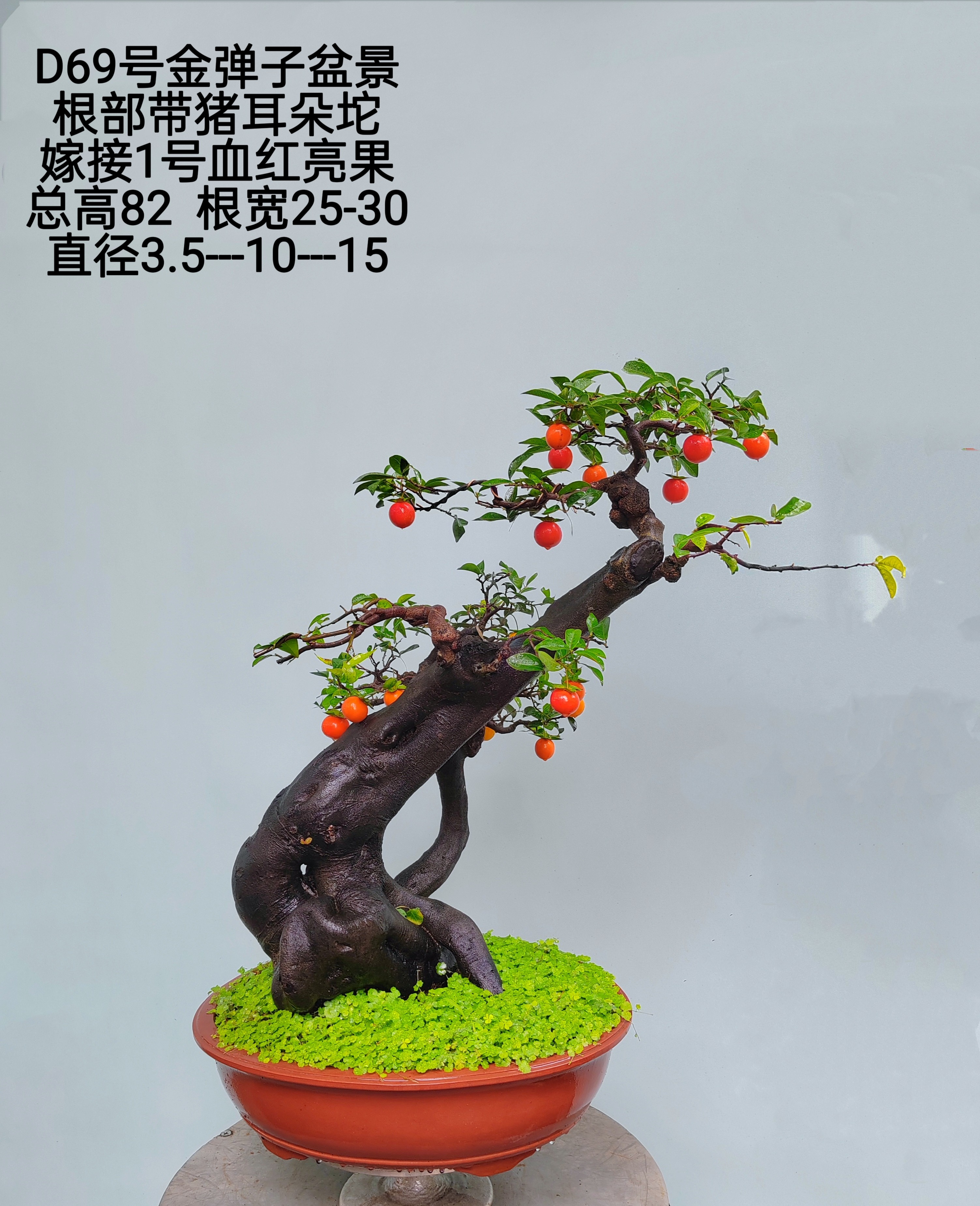 金弹子盆景嫁接桩熟桩母桩血红果阳台绿植,淘宝优惠券,粉丝福利购,淘宝优惠卷