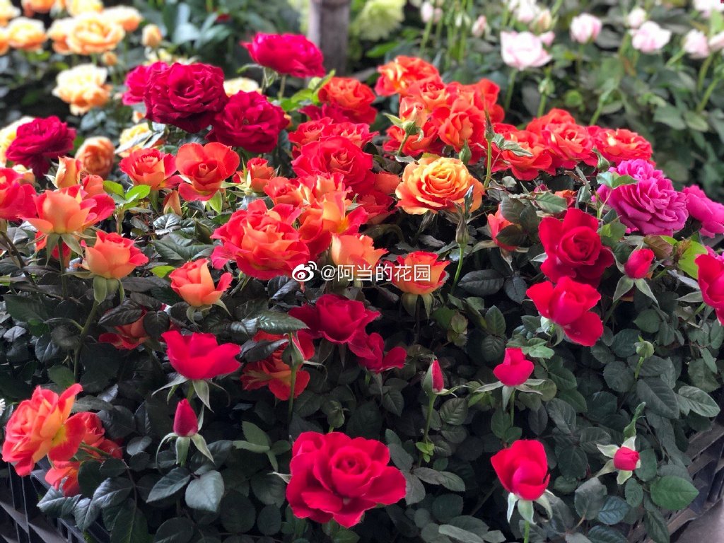 月季荷兰阳台花园庭院 Rose Terrazza Pisces双鱼座带花发货盆栽-图1