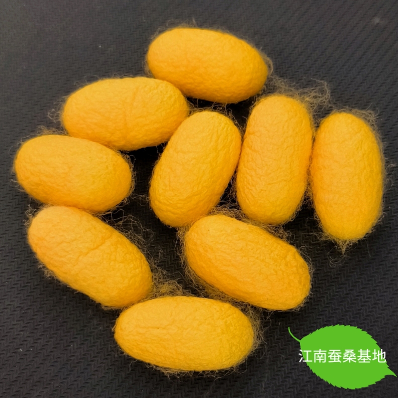 天然彩色桑蚕茧烘干完整带蚕蛹金色黄金蚕茧学生手工DIY抽丝手工 - 图1