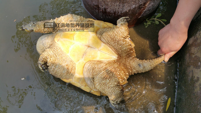 包邮鳄龟大小鳄鱼龟大鳄龟鳄龟乌龟活体宠物水龟全品,淘宝优惠券,粉丝福利购,淘宝优惠卷