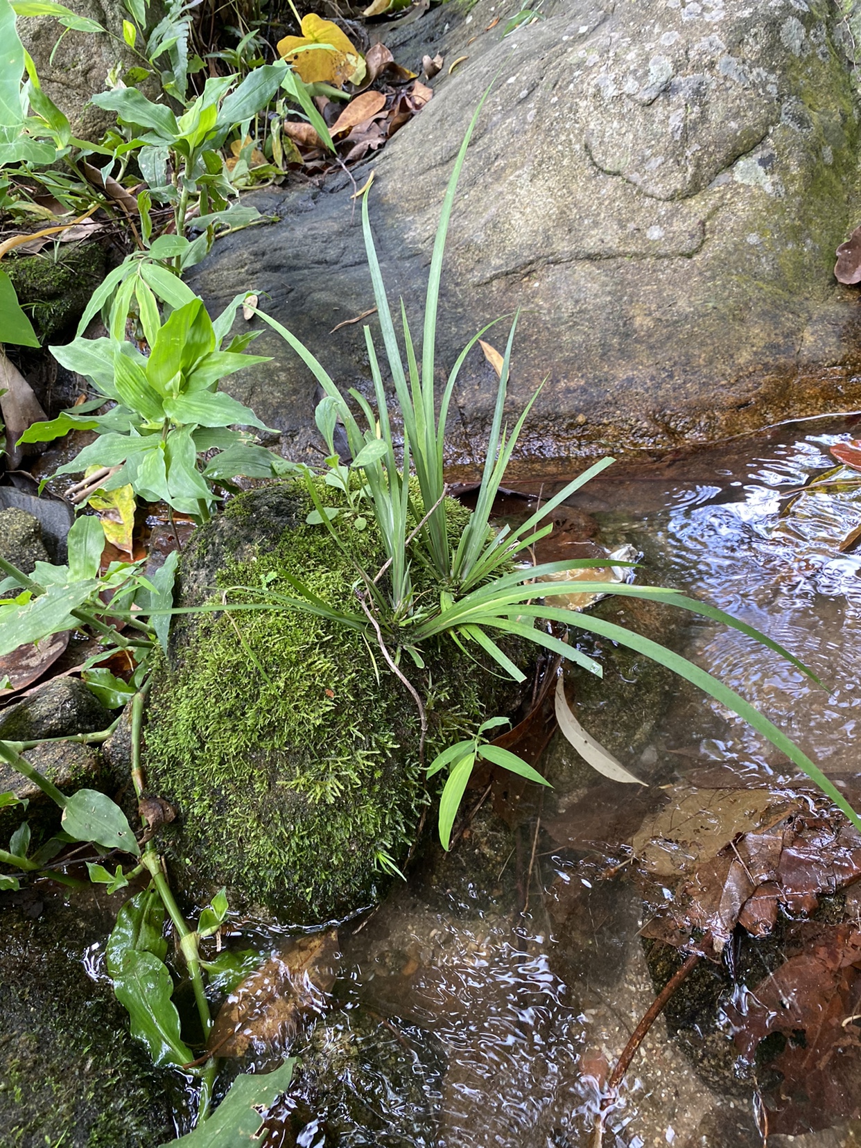 原生缸造景石菖蒲龟池鱼池假山装饰仿溪流植物庭院室内造景植物-图1