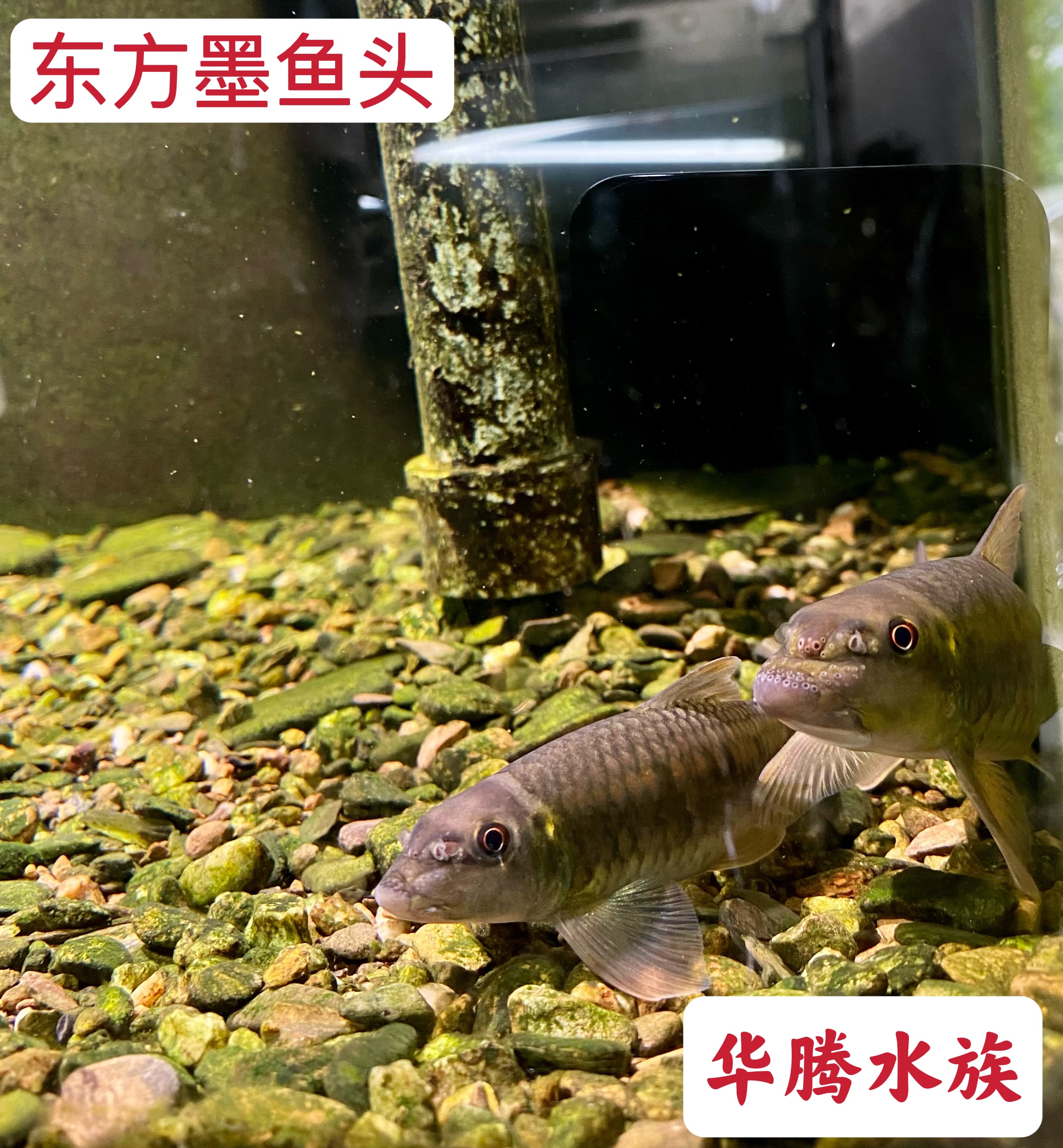 溪流原生鱼东方墨头鱼冷水除藻清洗鱼缸壁吃青苔观赏吸嘴鱼 - 图2