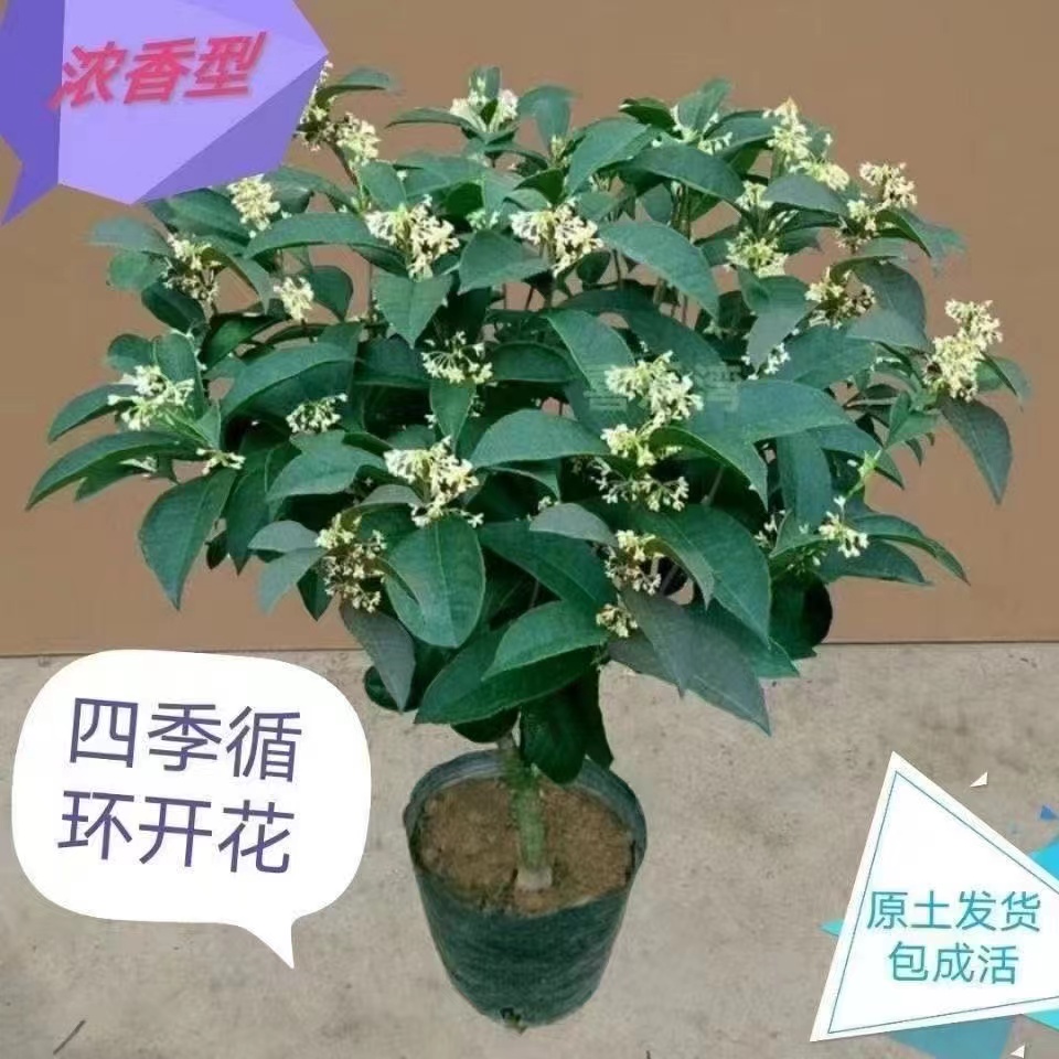 原生四季桂花盆栽嫁接桂花苗丹桂金桂沉香桂浓香型花卉盆景苗室内 - 图3