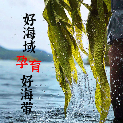 大连盐渍海带丝海带头干货海带结商用批发非特级厚昆布裙带菜火锅