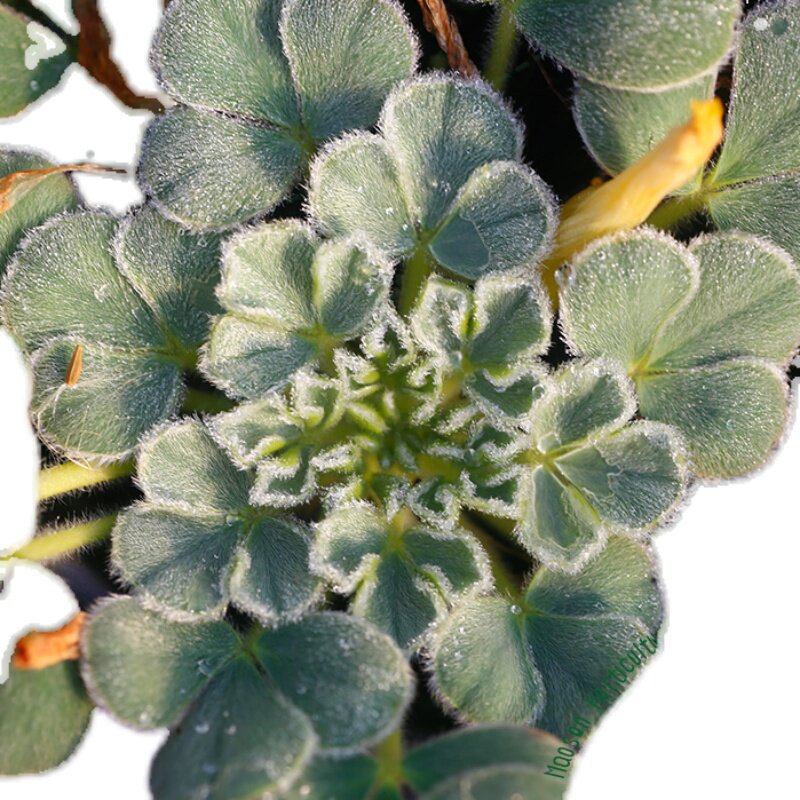 酢浆草盆栽种球Ken Alset毛叶黄花芙蓉黑点酢/肯可爱易养阳台猫森,淘宝优惠券,粉丝福利购,淘宝优惠卷