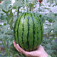 Seedling seeds are easy to manage and easy to plant after sales.