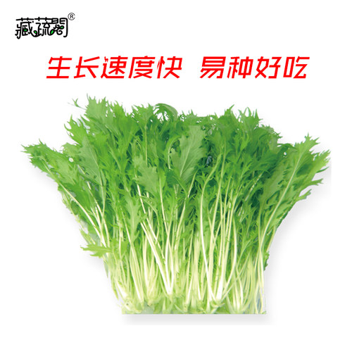 阳台京水菜种子白梗千筋水晶青菜野菜蔬菜种籽四季家庭阳台园艺 - 图0