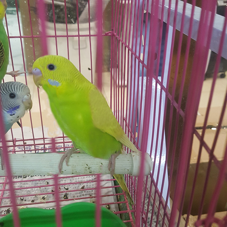 包活鸟活物说话鸟手养玄凤牡丹鹦鹉活体宠物鸟黄化玄凤原始灰虎皮,淘宝优惠券,粉丝福利购,淘宝优惠卷
