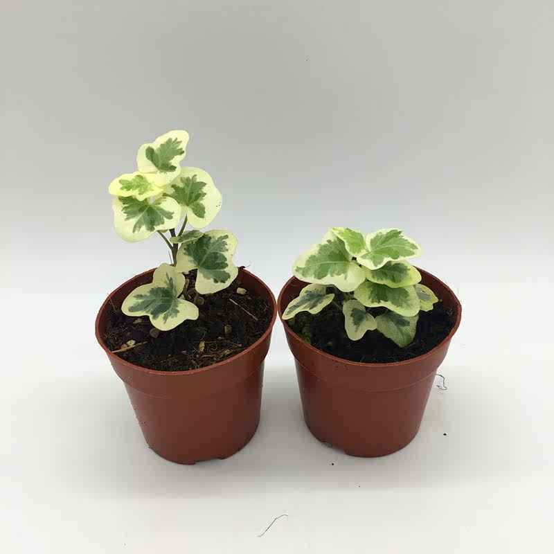 日本雪莹雪萤常春藤小型迷你盆栽小苗高颜值植物四季