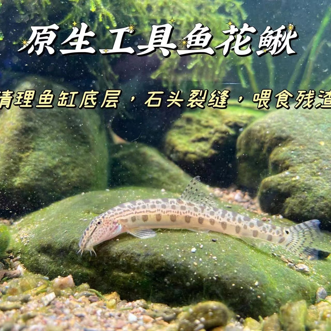 古法养鱼中华青鳉鱼观赏鱼群游除油膜不打氧观背青鳉鱼原生鱼观赏 - 图2