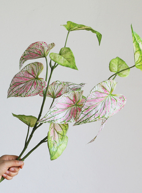 热植插花3D带根须蕨类粉绿色家居