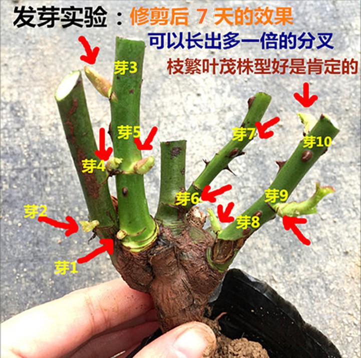 正宗云南玫瑰花苗15元3棵5年老根大苗浓香观花植物月季蔷薇四季 - 图2