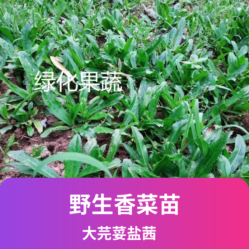 广东香菜云南大香菜山野菜大芫荽广西盐茜老缅刺芫荽香菜盆栽带根-图2