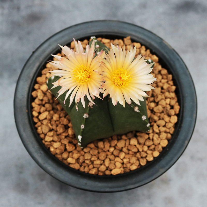 大颗五角鸾凤玉仙人球实生开花四角白沙琉璃多肉植物阳台小盆栽,淘宝优惠券,粉丝福利购,淘宝优惠卷