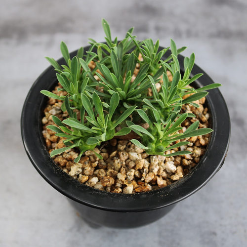 峨眉山大戟科多肉植物稀缺冷门块根绿植花卉小盆栽办公室阳台庭院 - 图2