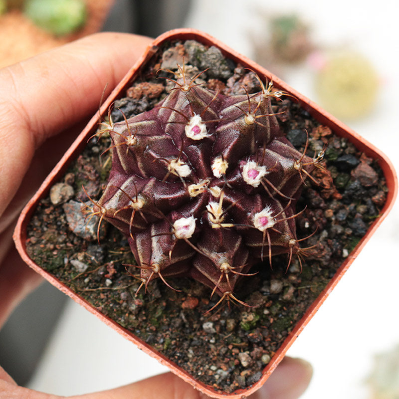 花田舍实生黑牡丹绯牡丹多肉仙人球 多肉植物好货推荐 轻舟网