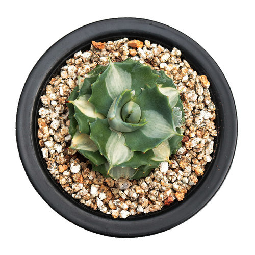 王妃雷神白中斑精养变异锦龙舌兰科多肉植物办公室阳台庭院小盆栽 - 图3