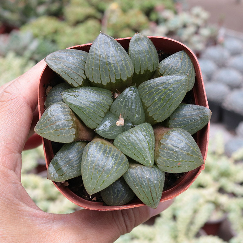 亲子姬寿十二卷属玉露多肉植物趣味透窗好养活易