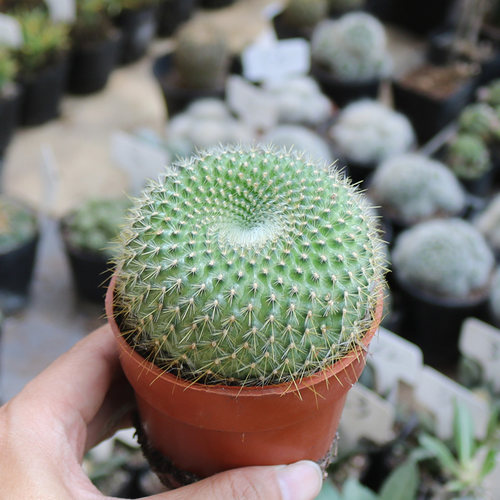 金雪光实生仙人球精养开花美观好养易度夏仙人掌多肉阳台庭院盆栽 - 图1