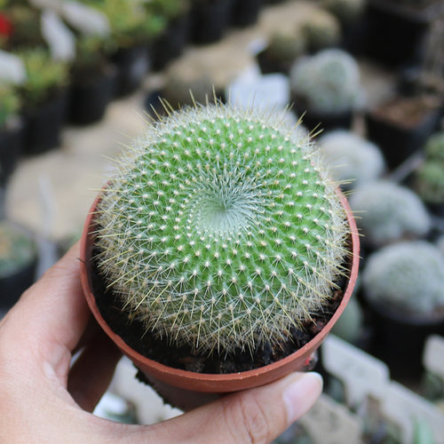 金雪光实生仙人球精养开花美观好养易度夏仙人掌多肉阳台庭院盆栽 - 图3