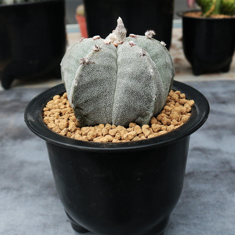 大颗五角鸾凤玉仙人球实生开花四角白沙琉璃多肉植物阳台小盆栽,淘宝优惠券,粉丝福利购,淘宝优惠卷