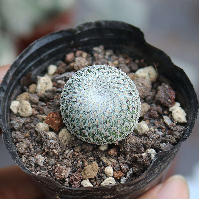 月世界仙人球稀有白刺趴刺不扎手开花仙人掌多肉植物防辐射小盆栽_虎窝淘