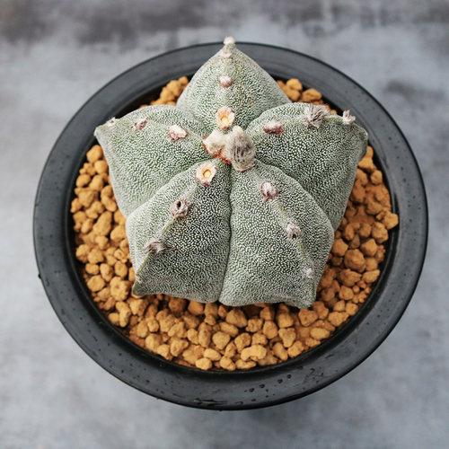 大颗五角鸾凤玉仙人球实生开花四角白沙琉璃多肉植物阳台小盆栽 - 图1