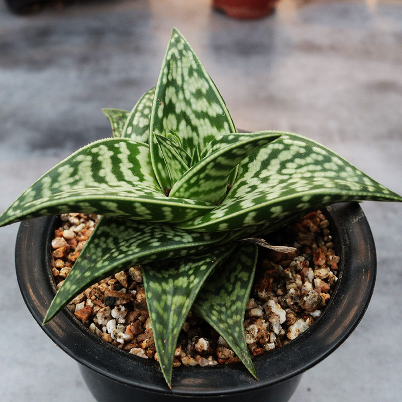 王妃翠花掌多肉植物姬翠花掌趣味稀有芦荟办公室桌面防辐射小盆栽 花田舍植物馆 淘优券