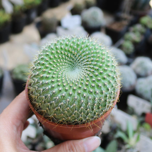 金雪光实生仙人球精养开花美观好养易度夏仙人掌多肉阳台庭院盆栽 - 图2