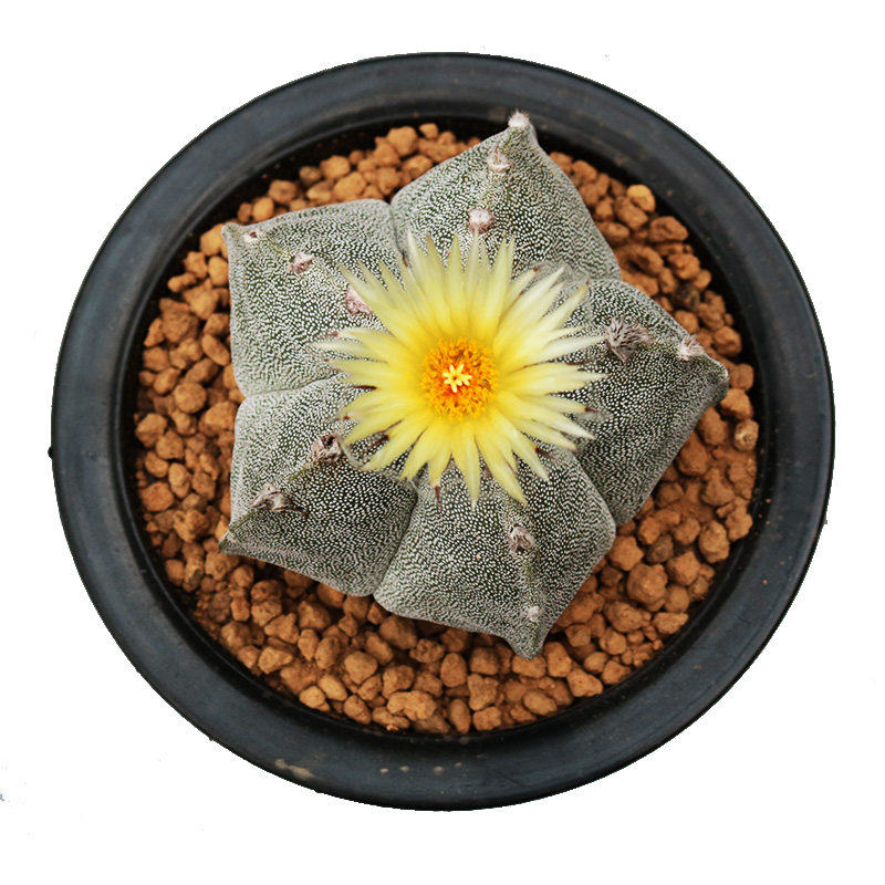 大颗五角鸾凤玉仙人球实生开花四角白沙琉璃多肉植物阳台小盆栽,淘宝优惠券,粉丝福利购,淘宝优惠卷