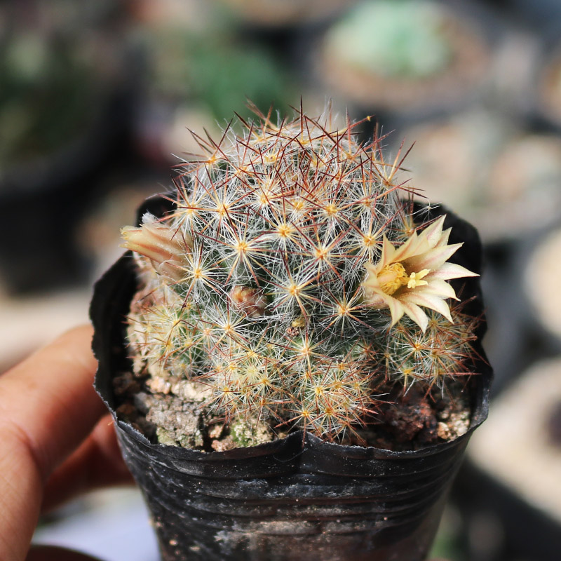 松霞群实生仙人球开花仙人掌多肉植物组合室内桌面防辐射小盆栽 - 图1