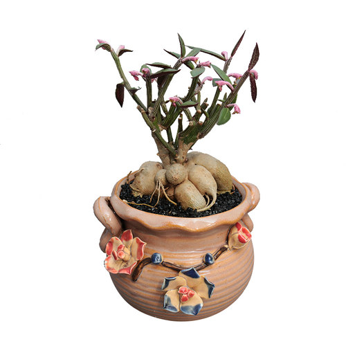 花田舍 人参大戟多肉植物 办公室桌面阳台小盆栽大戟科块根花卉 - 图3