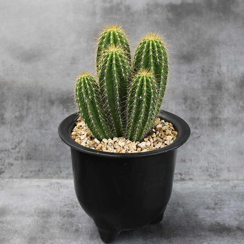 大凤龙群生仙人柱造型多头仙人球仙人掌多肉植物耐干旱易度夏盆栽,淘宝优惠券,粉丝福利购,淘宝优惠卷