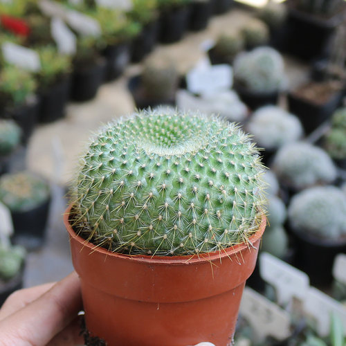 金雪光实生仙人球精养开花美观好养易度夏仙人掌多肉阳台庭院盆栽 - 图0