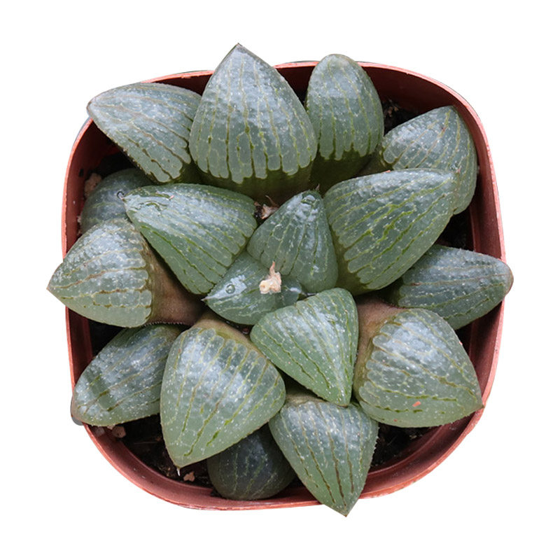 亲子姬寿十二卷属玉露多肉植物趣味透窗好养活易