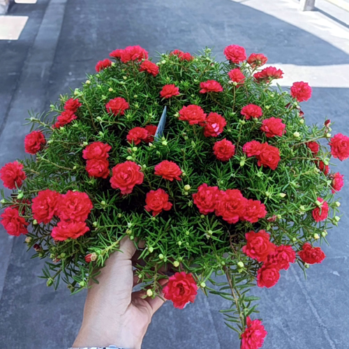 庭院耐热重瓣宿根太阳花盆栽四季种夏秋开花阳台花卉带根带花苞 - 图3