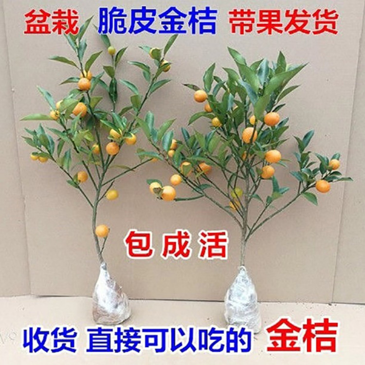 金桔苗果树水果树苗盆栽户外阳台四季带果可食用无籽脆皮金橘树苗 - 图1