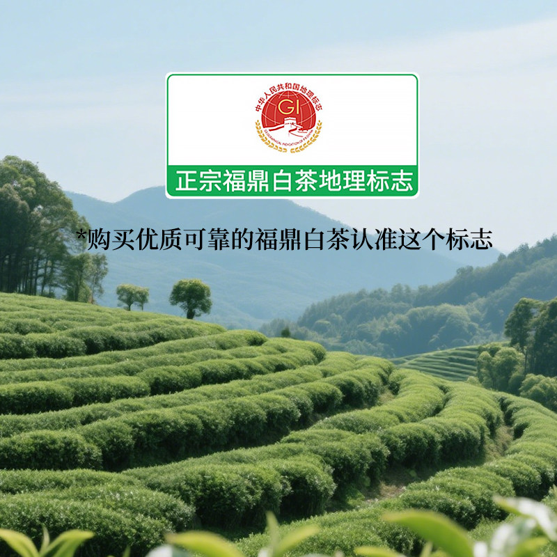 2025年白毫银针特级福鼎白茶特级白毫银针老白茶点头镇茶叶老白菜 - 图3
