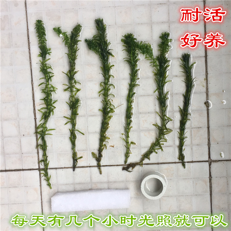 包邮耐活懒人水草斗鱼蜈蚣草造景小草活体淡水植物榄仁叶观赏鱼-图0