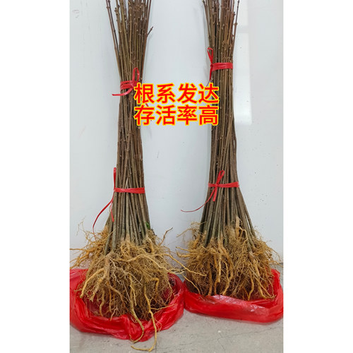 川黄柏厚皮树苗黄柏树苗子批发药用黄柏树苗大叶黄柏种苗木中药材 - 图0