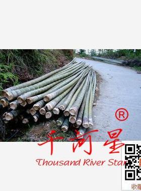 闽毛竹楠竹杆小径竹梨竹大竹子农业养鱼网箱装饰建筑工程竹木材料