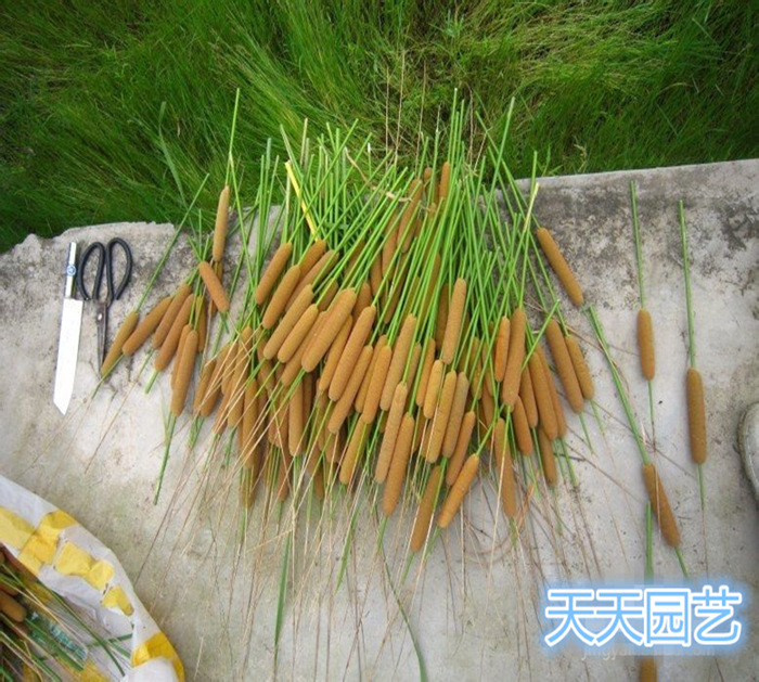 香蒲苗水烛蒲草菖蒲蒲黄棒池塘湿地公园庭院鱼池挺水水生绿化植物 - 图0