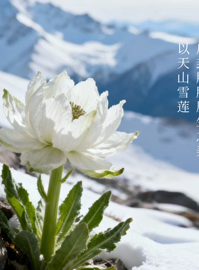 花兰槿凝时赋活精萃水试用装10ml