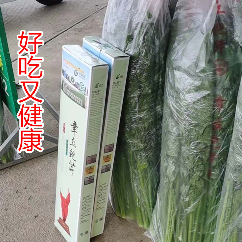 正宗章丘鲍芹嫩芽子山东千古佳蔬脆甜无丝产地自产自销 - 图3