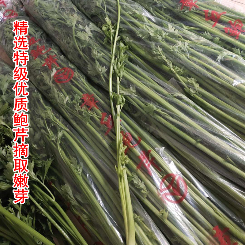 正宗章丘鲍芹嫩芽子山东千古佳蔬脆甜无丝产地自产自销 - 图2